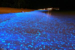 Fig.6. Noctiluca scintillans http://www.dailymail.co.uk/sciencetech/article-2544669/The-amazing-glow-dark-beach-Honeymooner-snaps-stunning-surf-lit-bioluminescent-phytoplankton.html